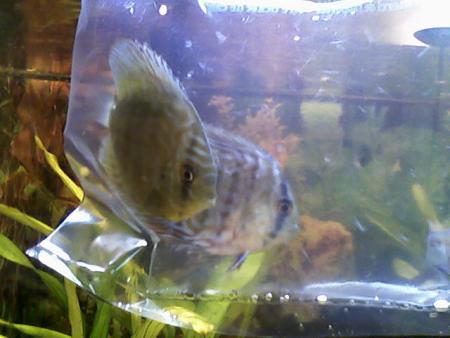 mes nouveaux poissons!